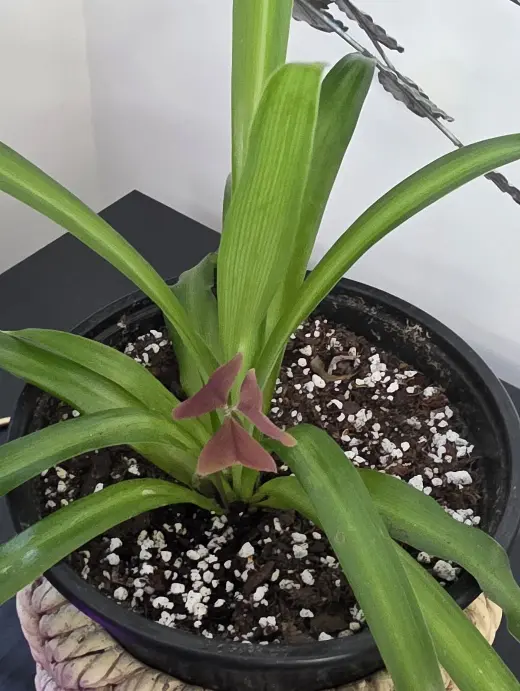 A close-up of young green shoots emerging from soil beside newly repotted plant cuttings, showing life activating.